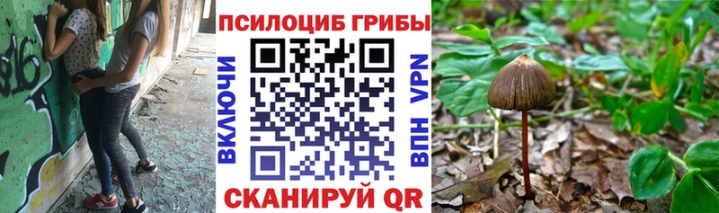 mega вход  Шатура  Галлюциногенные грибы Cubensis  где купить  
